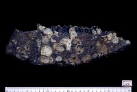 藏品(德氏水牛下顎骨化石)的圖片